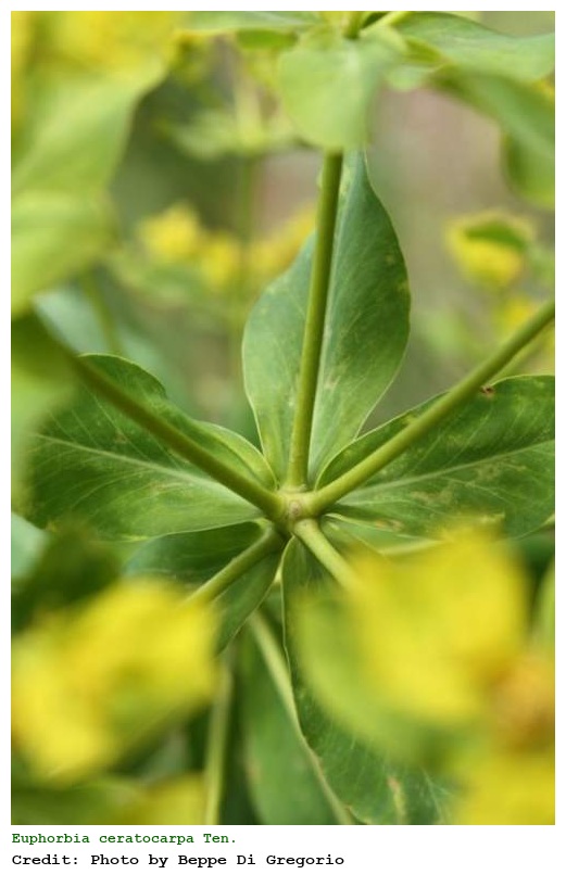 Euphorbia ceratocarpa Ten.